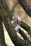 0780 Grey Squirrel (Sciurus carolinensis) in Tree